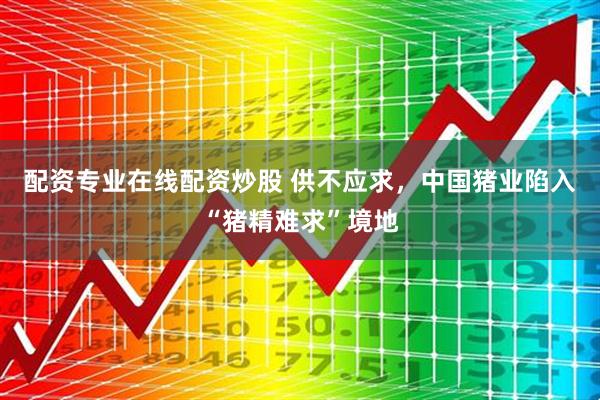 配资专业在线配资炒股 供不应求，中国猪业陷入“猪精难求”境地